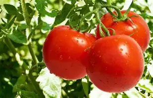Tomatoes