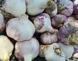 Garlic